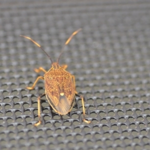 Poecilometis strigatus at Wamboin, NSW - 25 Nov 2018 04:56 PM