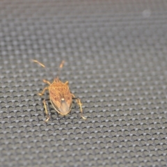 Poecilometis strigatus at Wamboin, NSW - 25 Nov 2018 04:56 PM