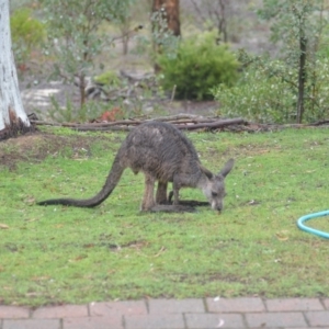Macropus giganteus at Wamboin, NSW - 27 Nov 2018