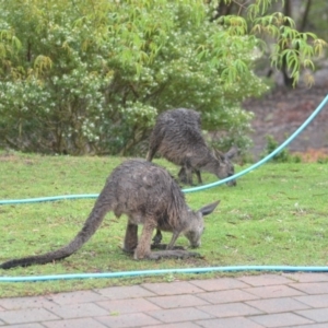 Macropus giganteus at Wamboin, NSW - 27 Nov 2018