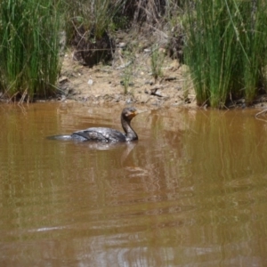 Phalacrocorax carbo at Wamboin, NSW - 28 Nov 2018 04:32 PM