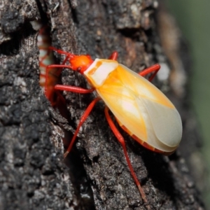 Dindymus versicolor at Majura, ACT - 19 May 2019