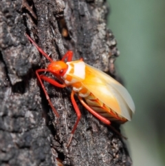 Dindymus versicolor at Majura, ACT - 19 May 2019 01:02 PM