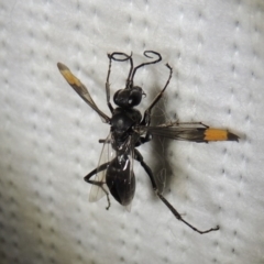 Calopompilus sp. (genus) (Spider wasp) at Pollinator-friendly garden Conder - 20 Mar 2019 by michaelb