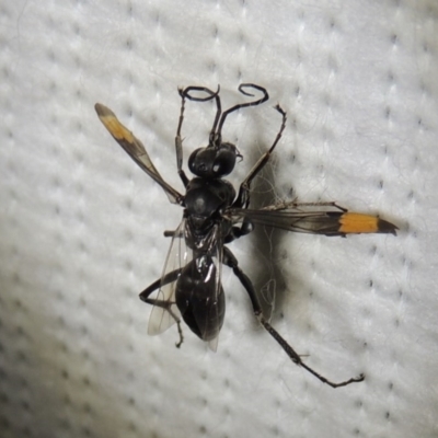 Calopompilus sp. (genus) (Spider wasp) at Conder, ACT - 20 Mar 2019 by MichaelBedingfield