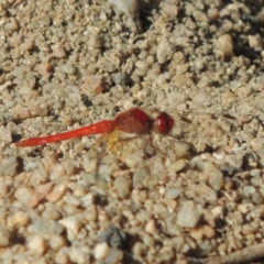 Diplacodes haematodes (Scarlet Percher) at Point Hut to Tharwa - 27 Mar 2019 by MichaelBedingfield