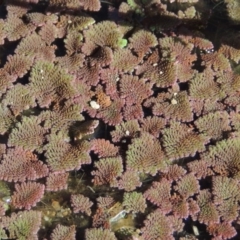 Azolla pinnata (Ferny Azolla) at Gordon, ACT - 27 Mar 2019 by michaelb