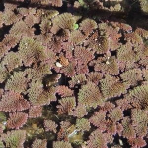 Azolla pinnata at Gordon, ACT - 27 Mar 2019