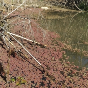 Azolla pinnata at Gordon, ACT - 27 Mar 2019