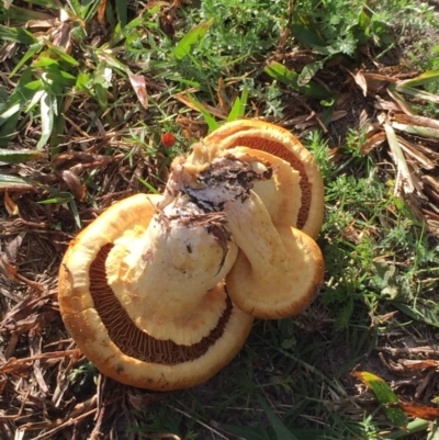 Gymnopilus junonius (Spectauclar Rustgill) at Ulladulla, NSW - 23 May 2019 by Evelynm