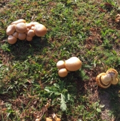 Gymnopilus junonius at Ulladulla, NSW - 24 May 2019 09:00 AM