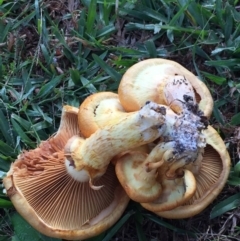 Gymnopilus junonius at Ulladulla, NSW - 24 May 2019 09:00 AM