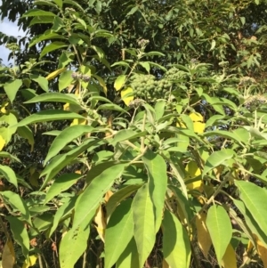 Solanum mauritianum at Ulladulla, NSW - 24 May 2019