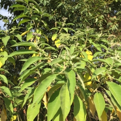 Solanum mauritianum (Wild Tobacco Tree) at Ulladulla, NSW - 24 May 2019 by Evelynm