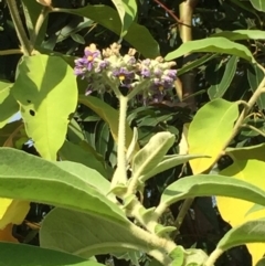 Solanum mauritianum at Ulladulla, NSW - 24 May 2019