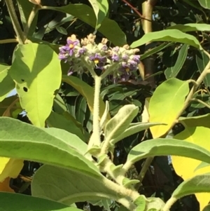Solanum mauritianum at Ulladulla, NSW - 24 May 2019