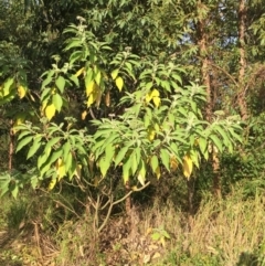 Solanum mauritianum at Ulladulla, NSW - 24 May 2019