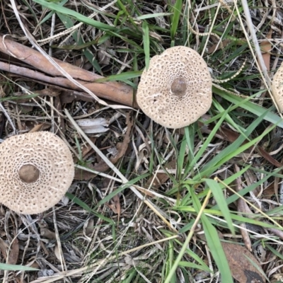 Chlorophyllum/Macrolepiota sp. (genus) at Mount Ainslie to Black Mountain - 24 May 2019 by TimYiu