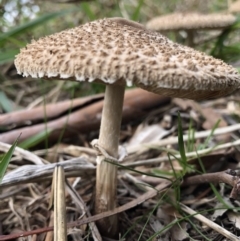 Chlorophyllum/Macrolepiota sp. (genus) at Acton, ACT - 24 May 2019 02:16 PM