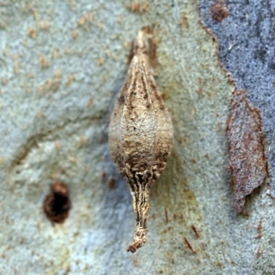 Hyalarcta nigrescens (Ribbed Case Moth) at O'Connor, ACT - 24 May 2019 by ibaird