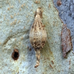 Hyalarcta nigrescens (Ribbed Case Moth) at O'Connor, ACT - 24 May 2019 by ibaird