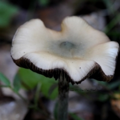 Psilocybe subaeruginosa (Psilocybe subaeruginosa) at Bermagui State Forest - 23 May 2019 by Teresa
