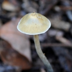 Psilocybe subaeruginosa at Bermagui, NSW - 23 May 2019