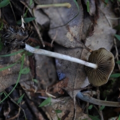 Psilocybe subaeruginosa at Bermagui, NSW - 23 May 2019 10:46 AM