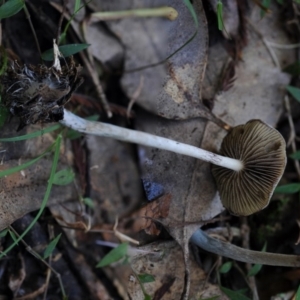 Psilocybe subaeruginosa at Bermagui, NSW - 23 May 2019