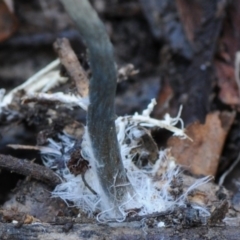 Psilocybe subaeruginosa at Bermagui, NSW - 23 May 2019