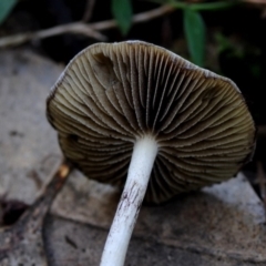 Psilocybe subaeruginosa at Bermagui, NSW - 23 May 2019