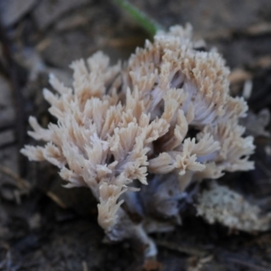 Ramaria sp. at Bermagui, NSW - 23 May 2019