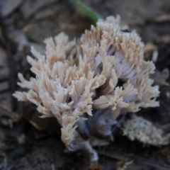 Ramaria sp. (A Coral fungus) at Bermagui State Forest - 22 May 2019 by Teresa