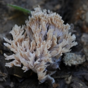 Ramaria sp. at Bermagui, NSW - 23 May 2019