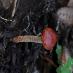 Leratiomcyes ceres (Red Woodchip Fungus) at Bermagui State Forest - 22 May 2019 by Teresa