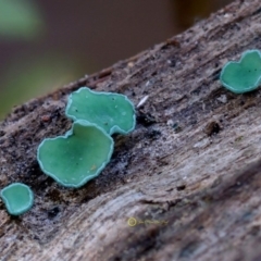Chlorociboria aeruginascens (Green Stain Elf Cups) at Bermagui State Forest - 22 May 2019 by Teresa