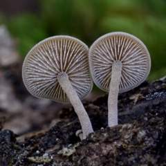 Simocybe sp. at Bermagui State Forest - 22 May 2019 by Teresa