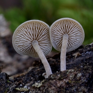 Simocybe sp. at Bermagui, NSW - 23 May 2019 12:00 AM