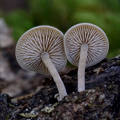 Simocybe sp. at Bermagui State Forest - 22 May 2019 by Teresa