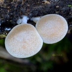 Simocybe sp. at Bermagui, NSW - 23 May 2019