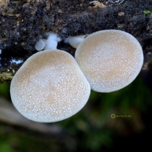 Simocybe sp. at Bermagui, NSW - 23 May 2019 12:00 AM