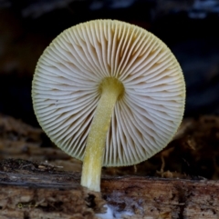 Pluteus romellii at Bermagui State Forest - 23 May 2019 by Teresa