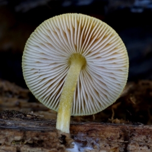 Pluteus romellii at Bermagui, NSW - 23 May 2019 12:00 AM