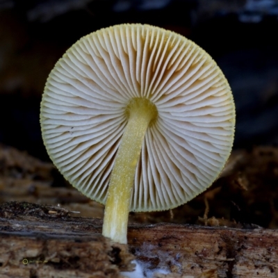 Pluteus romellii at Bermagui State Forest - 23 May 2019 by Teresa