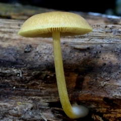 Pluteus romellii at Bermagui, NSW - 23 May 2019 12:00 AM