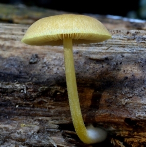 Pluteus romellii at Bermagui, NSW - 23 May 2019 12:00 AM