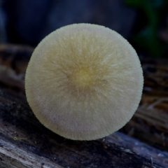 Pluteus romellii at Bermagui, NSW - 23 May 2019 12:00 AM