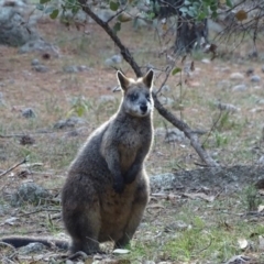 Wallabia bicolor (Swamp Wallaby) at Isaacs Ridge and Nearby - 24 May 2019 by Mike