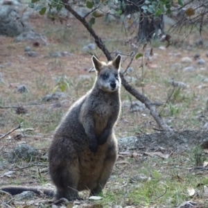 Wallabia bicolor at Isaacs, ACT - 24 May 2019