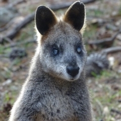 Wallabia bicolor at Isaacs, ACT - 24 May 2019